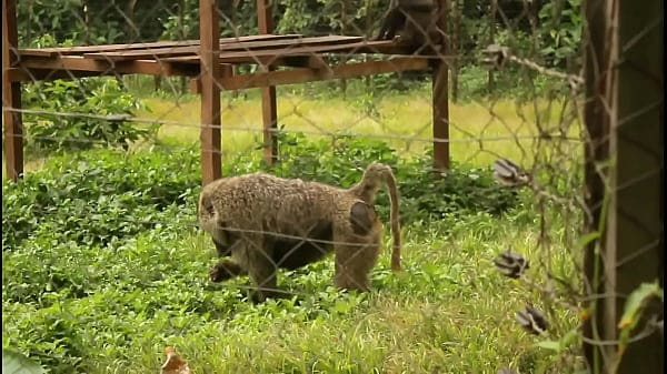 A footballer on vacation in Africa makes the strange meeting of a mature woman and thanks in a tourist park, a visit which will very quickly shot a public fucking scene