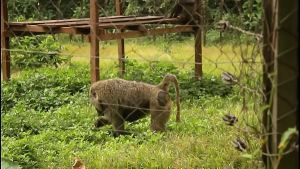 A footballer on vacation in Africa makes the strange meeting of a mature woman and thanks in a tourist park, a visit which will very quickly shot a public fucking scene