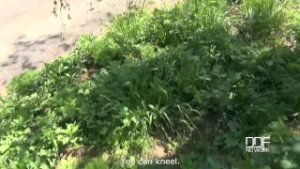 Dick sucking in the park makes Alexis Cherry savor his cream to the extreme