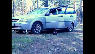 Holiday in forest